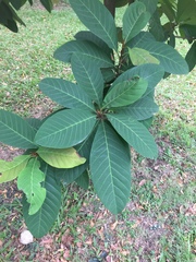 Palaquium obovatum