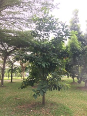 Palaquium obovatum