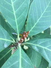 Palaquium obovatum