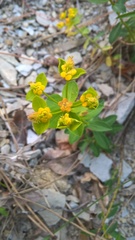 Euphorbia fragifera