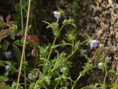 Pholistoma auritum arizonicum