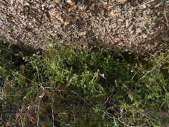 Pholistoma auritum arizonicum