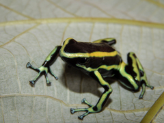 Yellow-Striped Poison Frog photo 2