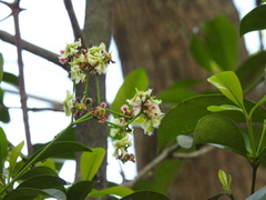 Euonymus cochinchinensis