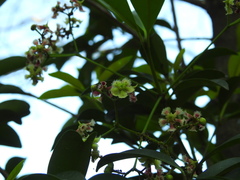 Euonymus cochinchinensis