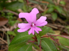 Impatiens kinabaluensis