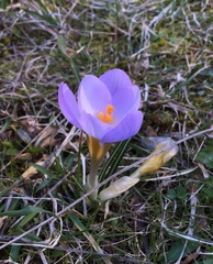 Crocus nivalis