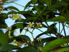 Euonymus cochinchinensis