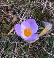 Crocus nivalis