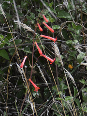 Penstemon subulatus