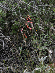 Penstemon subulatus