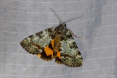 Catocala connubialis