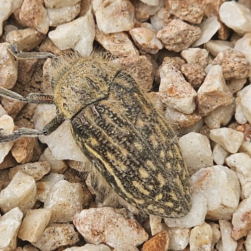 Julodis onopordi