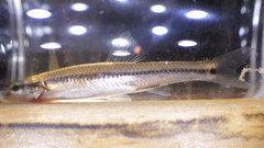 Notropis hudsonius