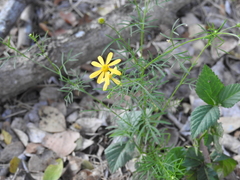 Adenophyllum anomalum