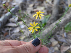 Adenophyllum anomalum