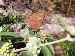 Parrhasius moctezuma