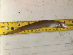 Gobionellus oceanicus