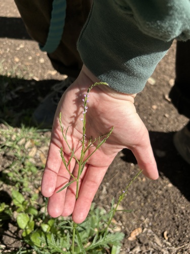 Texas vervain