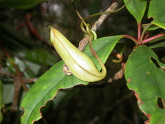 Nepenthes tentaculata