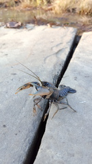 Procambarus liberorum