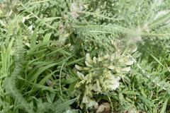 Astragalus aleppicus