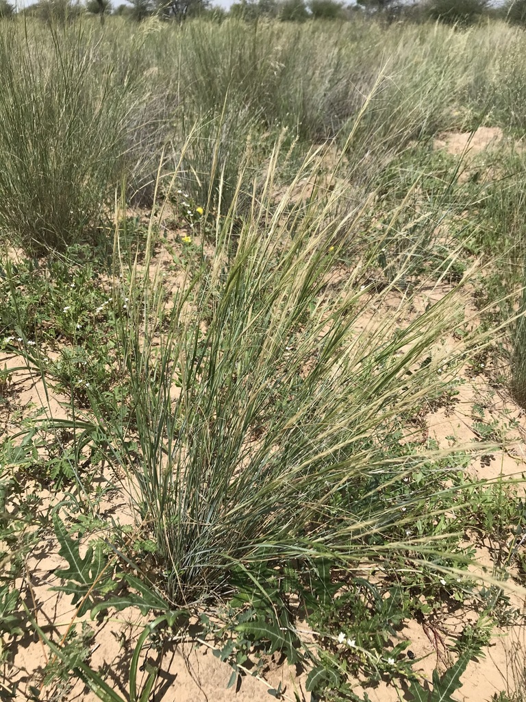 Long-awned Three-awn Grass