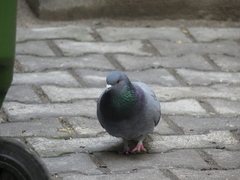 Columba livia domestica