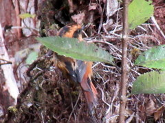 Aphrastura spinicauda fulva