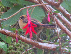 Aphrastura spinicauda fulva