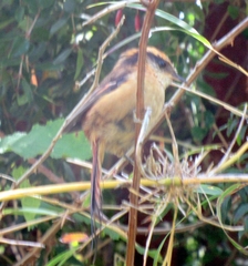 Aphrastura spinicauda fulva