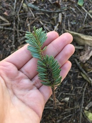 Abies cephalonica