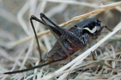 Pholidoptera pustulipes