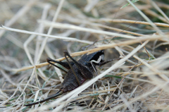 Pholidoptera pustulipes