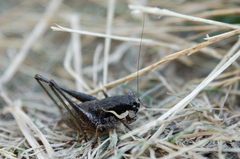 Pholidoptera pustulipes