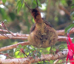 Aphrastura spinicauda fulva