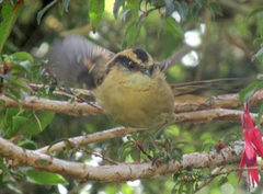 Aphrastura spinicauda fulva