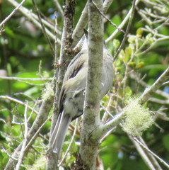 Pyrope pyrope fortis