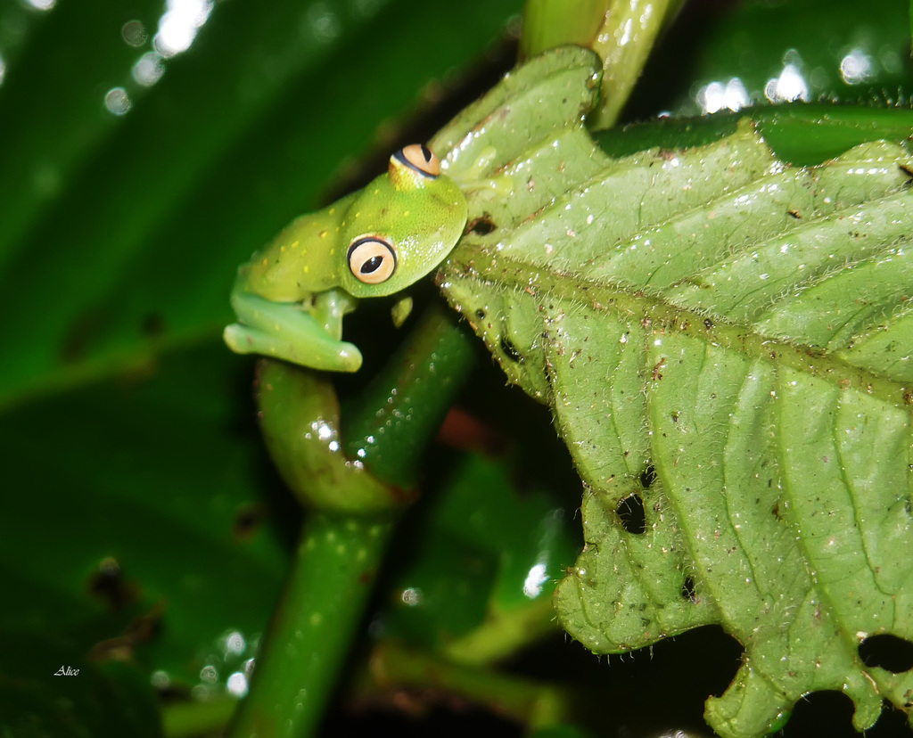 Demerara Falls Treefrog