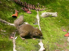 Sundasciurus everetti