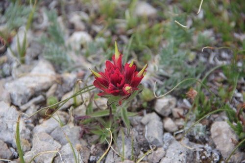 Kerry's Paintbrush (Castilleja kerryana)