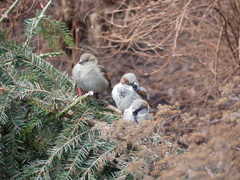 Passer domesticus