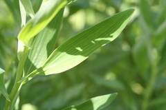 Alstroemeriaceae