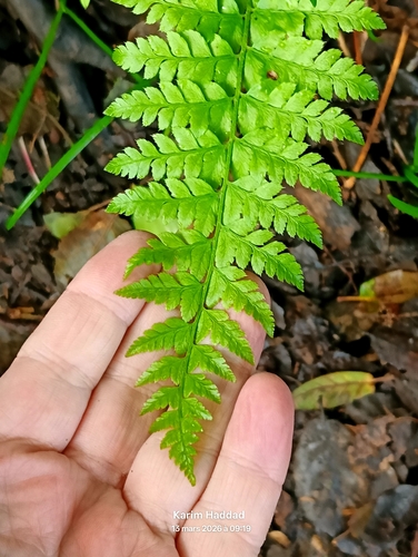 soft shield fern