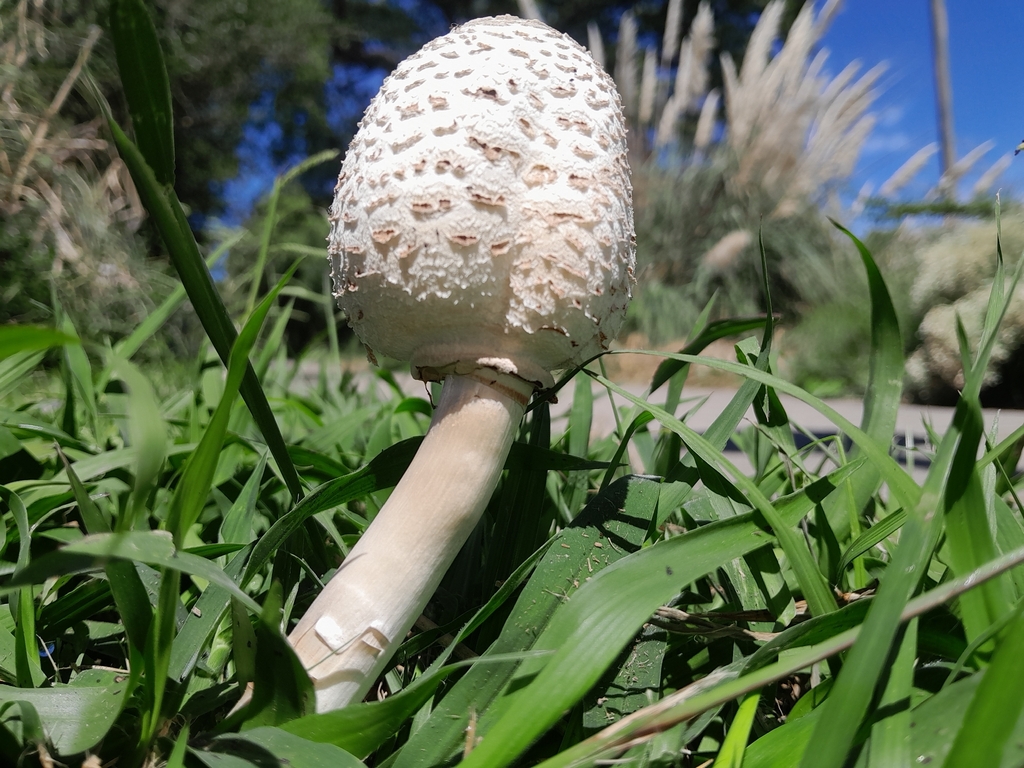 Chlorophyllum molybdites · March 2026 · photo: © demianlescano (iNaturalist, cc0)