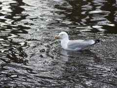 Larus argentatus
