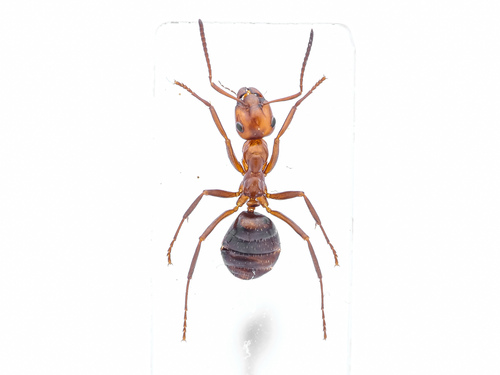 Formica adamsi