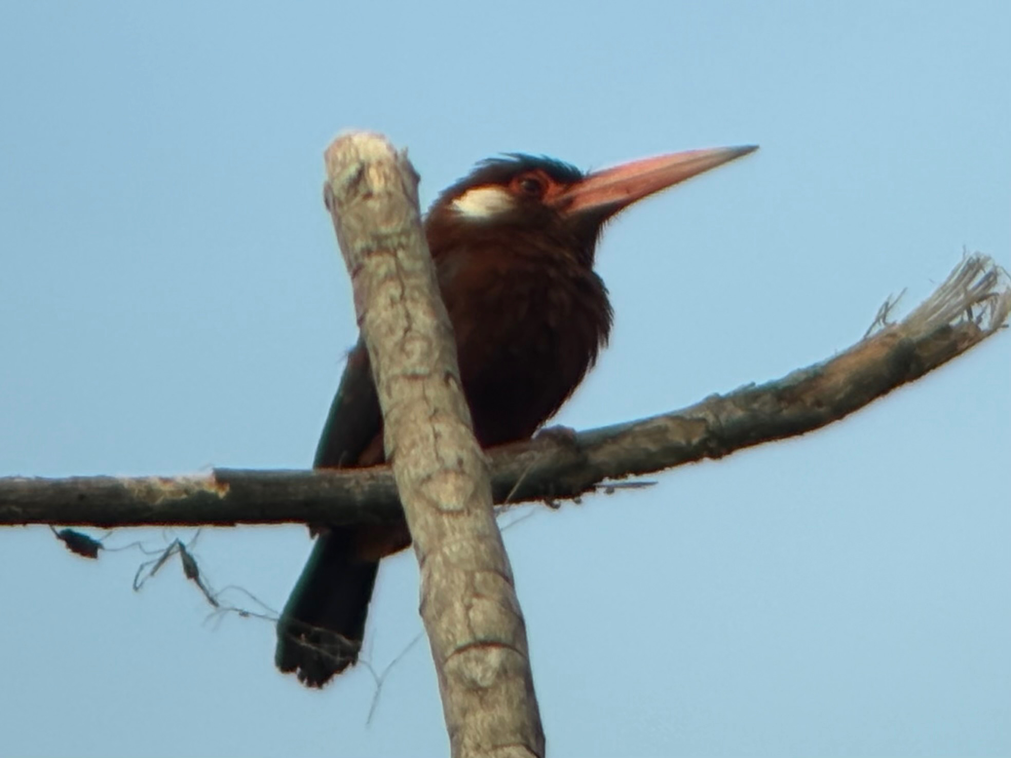 White-eared Jacamar (Galbalcyrhynchus leucotis), photo 3