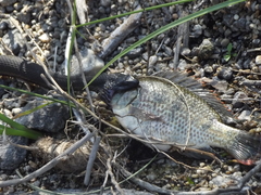 Thamnophis validus celaeno