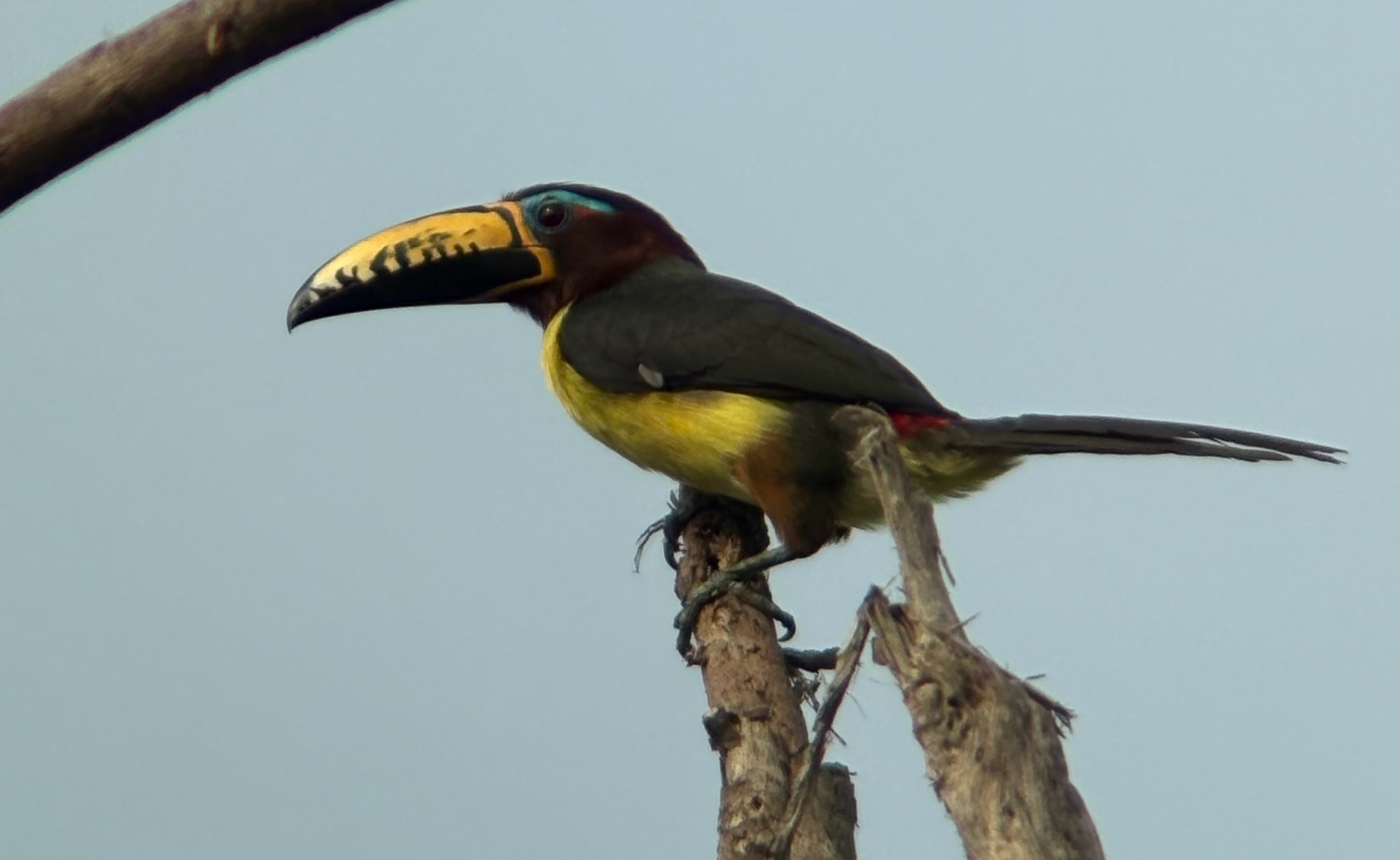 Lettered Aracari (Pteroglossus inscriptus), photo 1